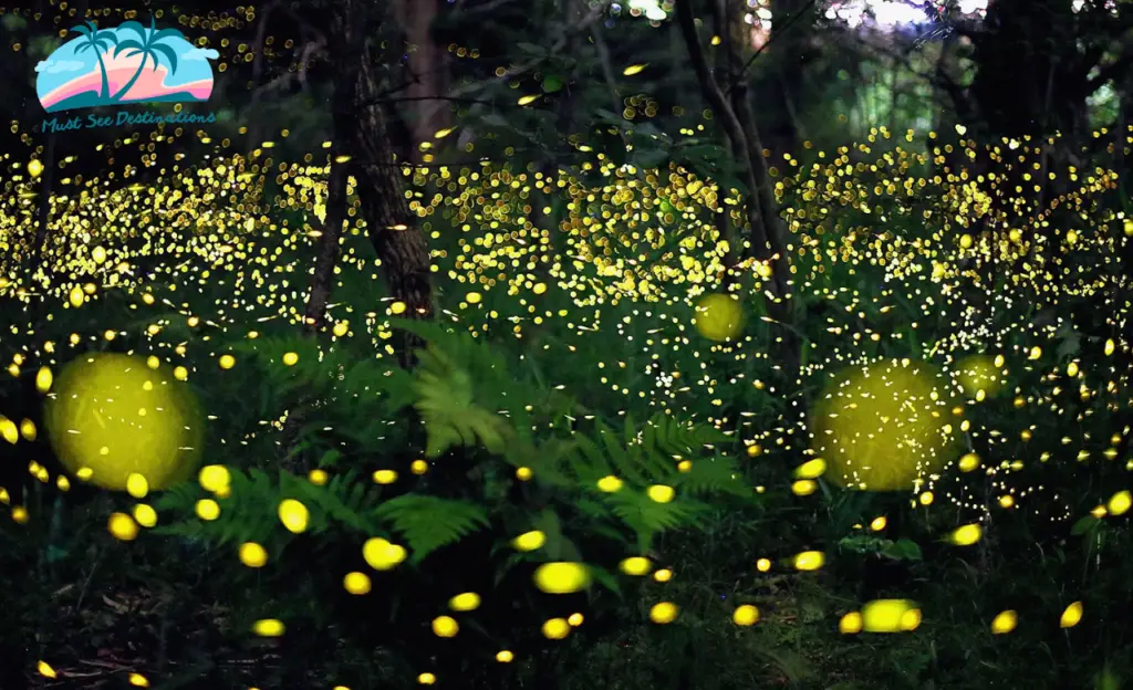 Fireflies In Florida