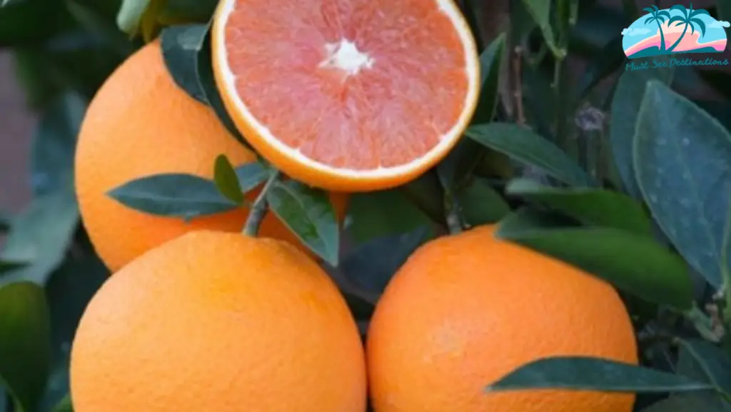 Oranges in season in Florida