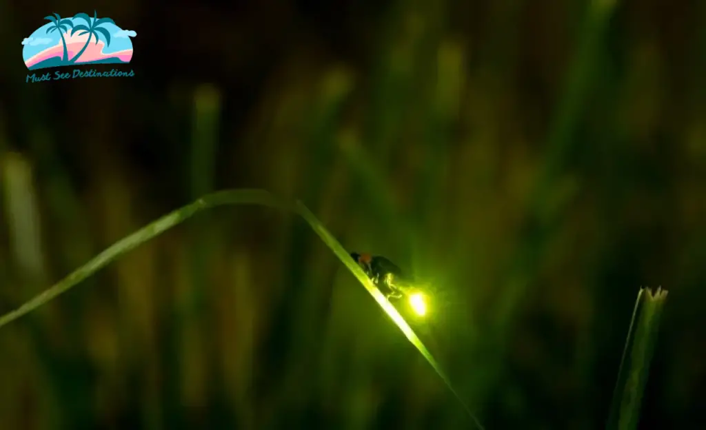 Fireflies In Florida