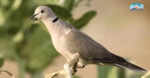 African Collared-Doves - Doves in Florida