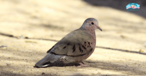 Common Ground-Dove - Doves in Florida