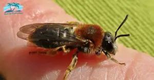 Florida Andrenidae Bees